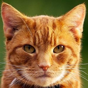 Meet your Posher, Lucy